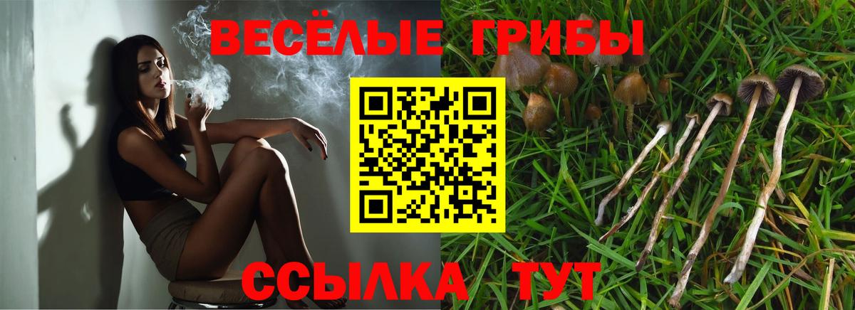 Галлюциногенные грибы Psilocybe Городец